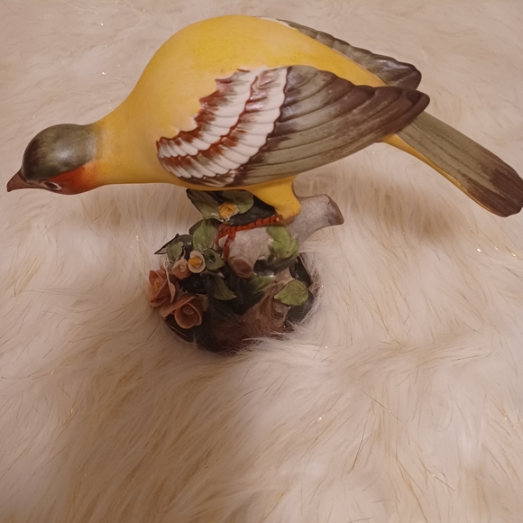 Oriolus  larvatus bird - Picture 3 of 4